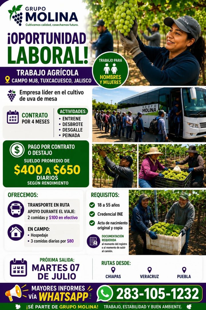 Banner del anuncio de la vacante: GRUPO · MOLINA · Cultivamos calidad, cosechamos futuro. · ¡OPORTUNIDAD · LABORAL! · TRABAJO AGRÍCOLA · Q CAMPO MJ8, TUXCACUESCO, JALISCO · E